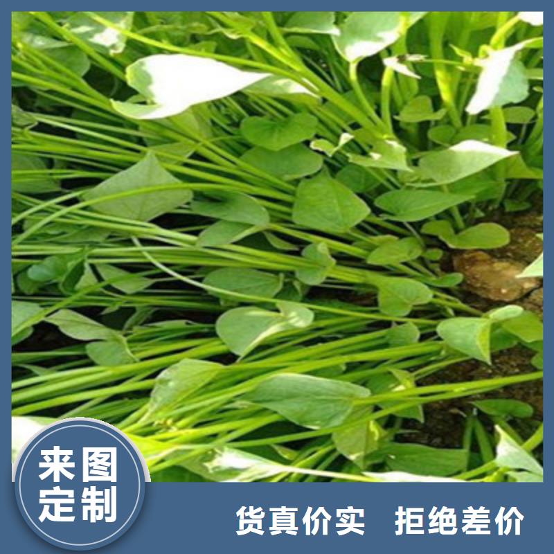 紫薯苗批發(fā)優(yōu)惠多