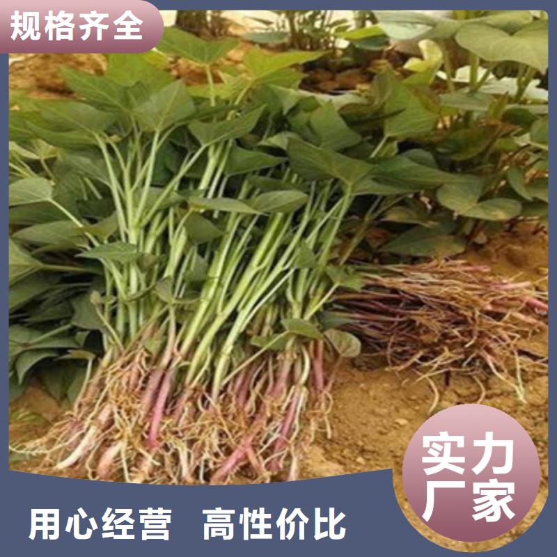 紫薯苗廠家量大優(yōu)惠