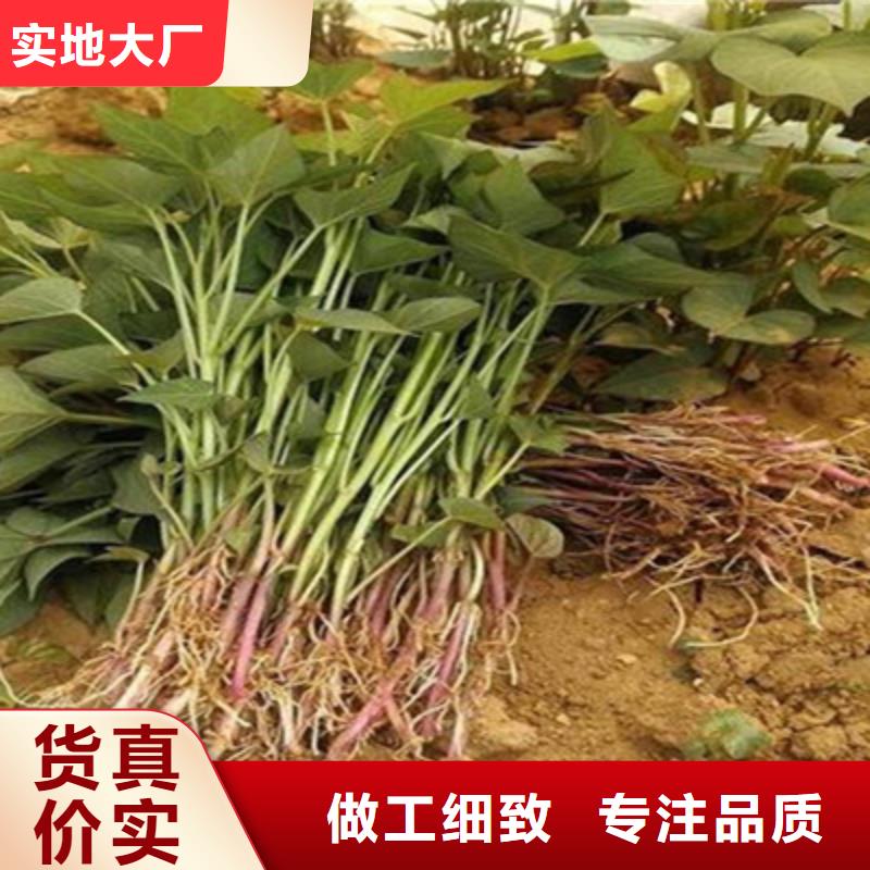 紫地瓜苗哪里有賣的