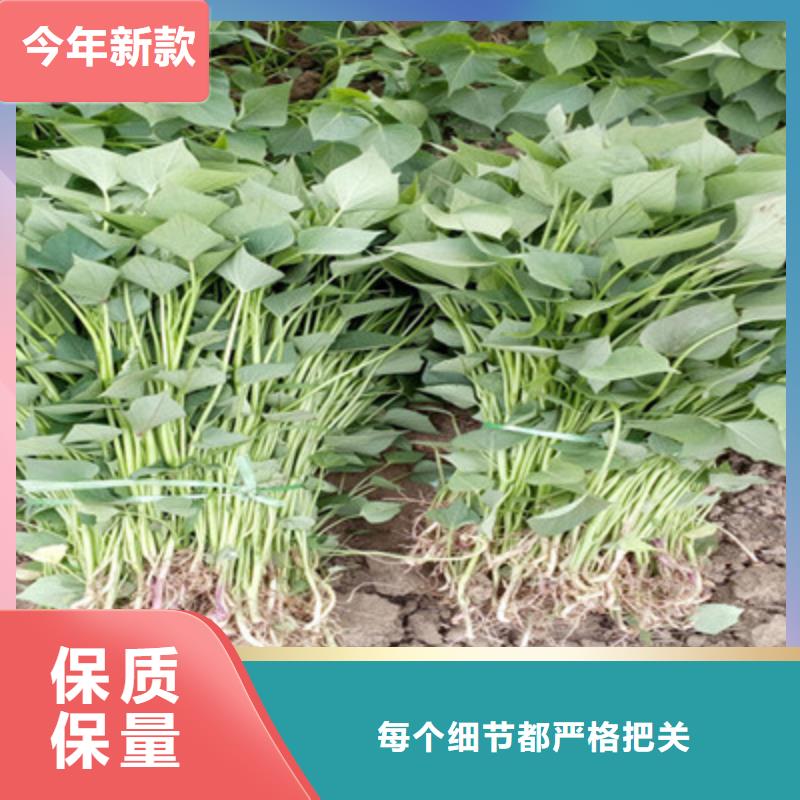 價格低的紫薯苗品牌廠家