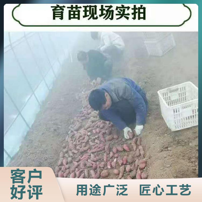 [黔西南]推荐厂家【乐农】紫薯苗市场报价
