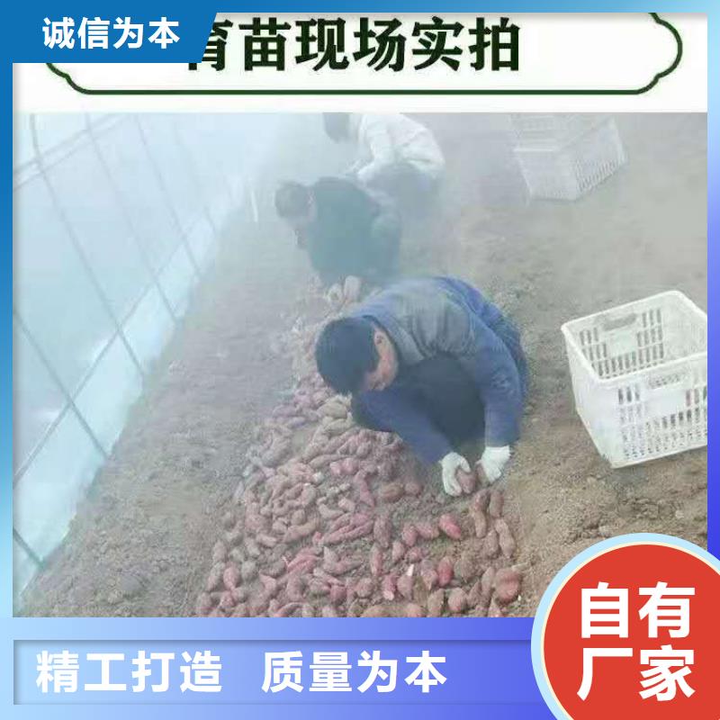 株洲附近【乐农】紫薯苗（绫紫）2024新苗上市