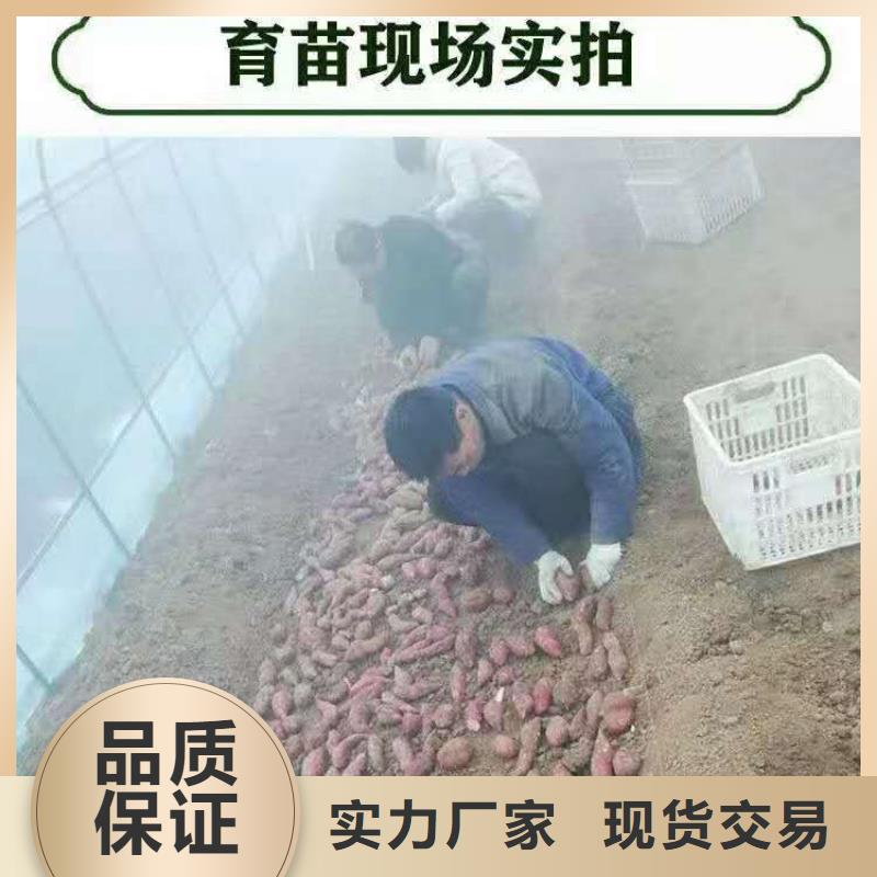 (石家庄)定制[乐农]红薯苗（西瓜红）供应