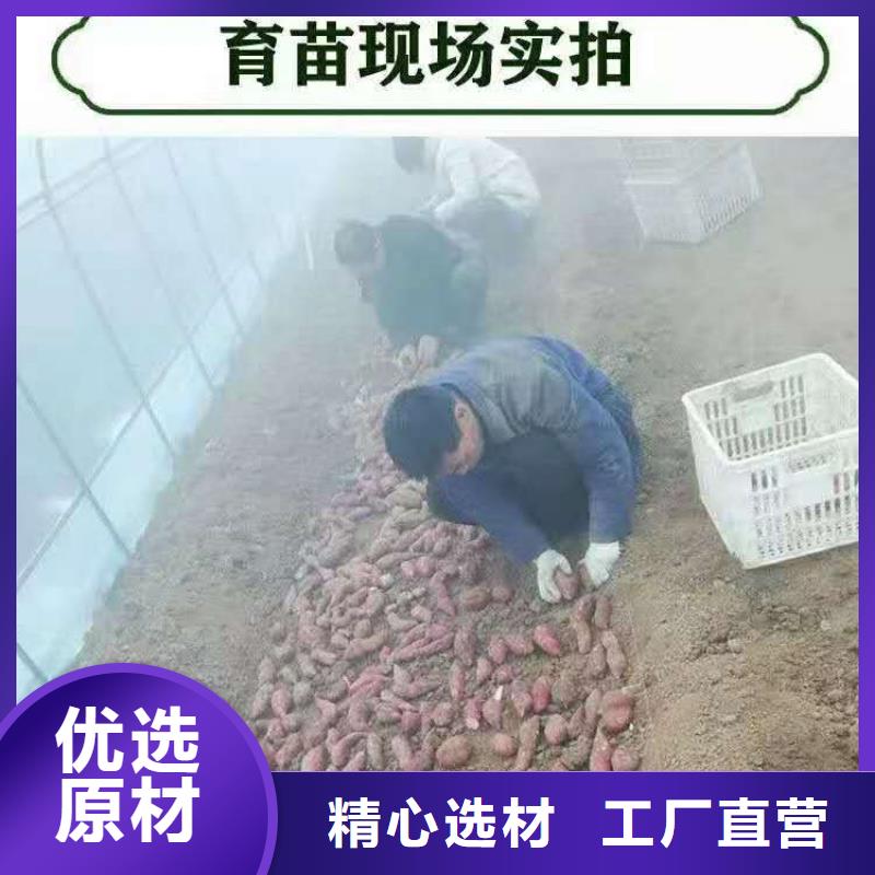 [滨州]定制[乐农]紫薯苗（绫紫）图片