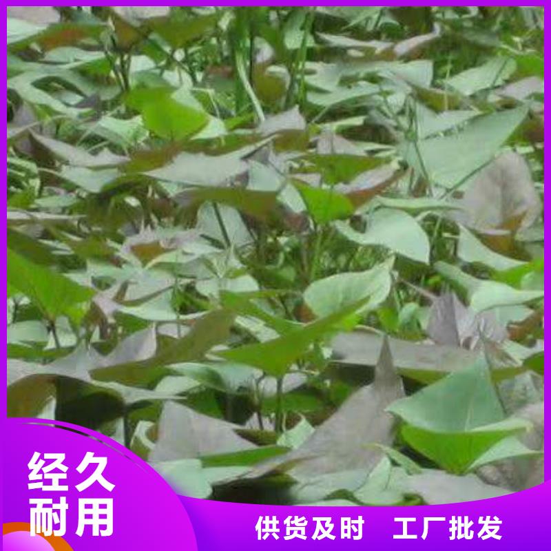 【鲜食型紫薯苗种植基地】-(太原)咨询<乐农>