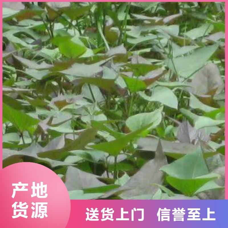 株洲附近【乐农】紫薯苗（绫紫）2024新苗上市