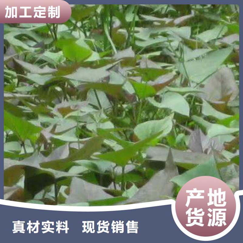 石家庄热销产品《乐农》鲜食型紫薯苗源头厂家