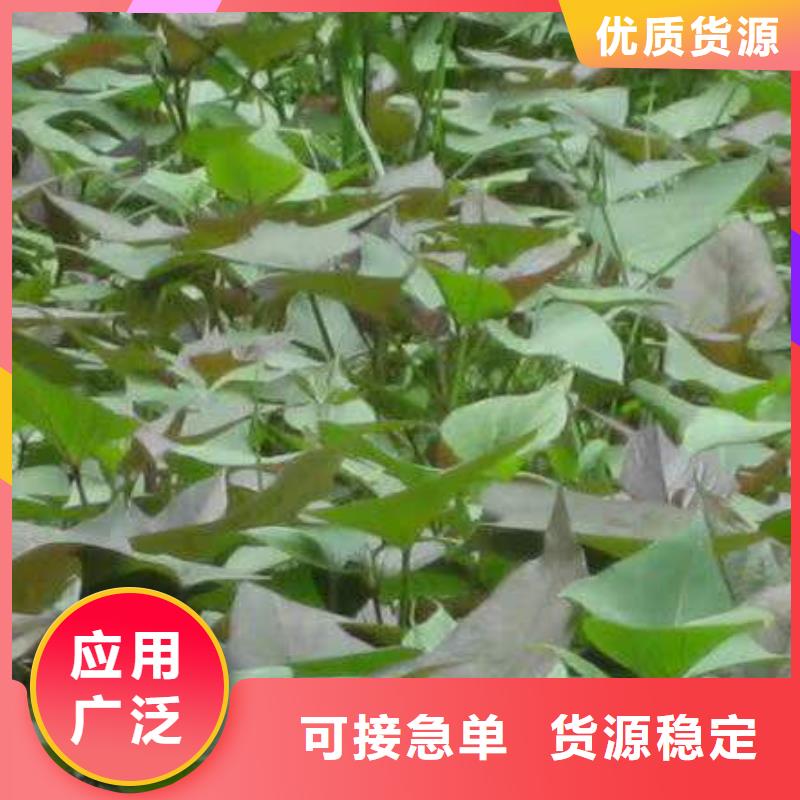《石家庄》订购[乐农]鲜食型紫薯苗图片