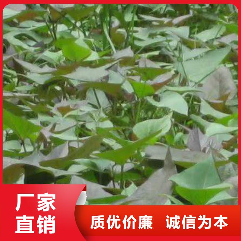 【脱毒紫薯苗2024新苗上市】-武汉本土(乐农)