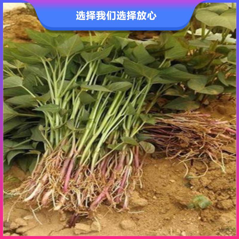 紫地瓜苗子种植基地