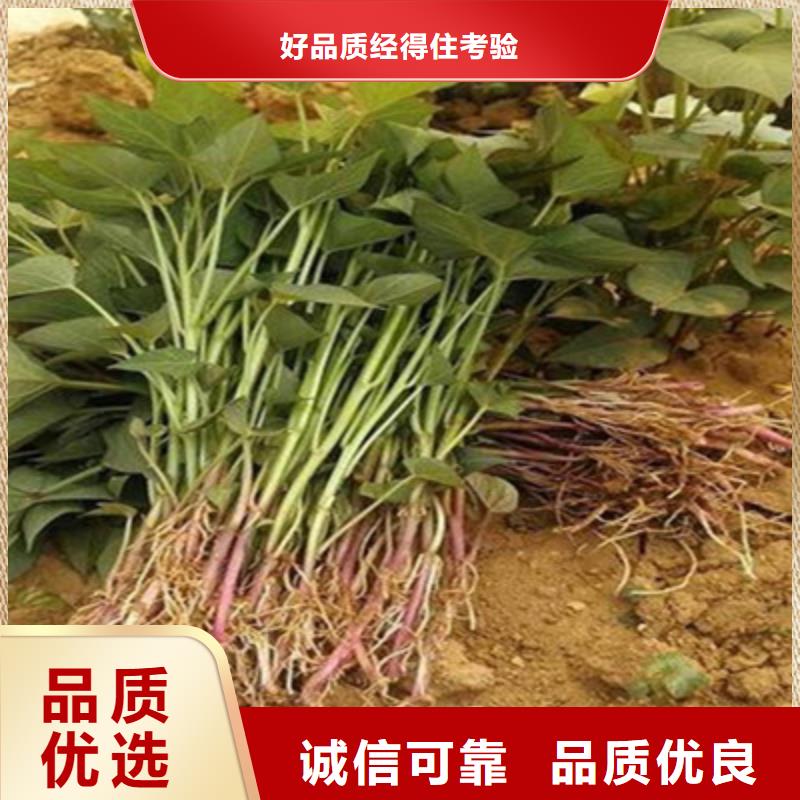 潮州定做红薯苗（西瓜红）种植厂家