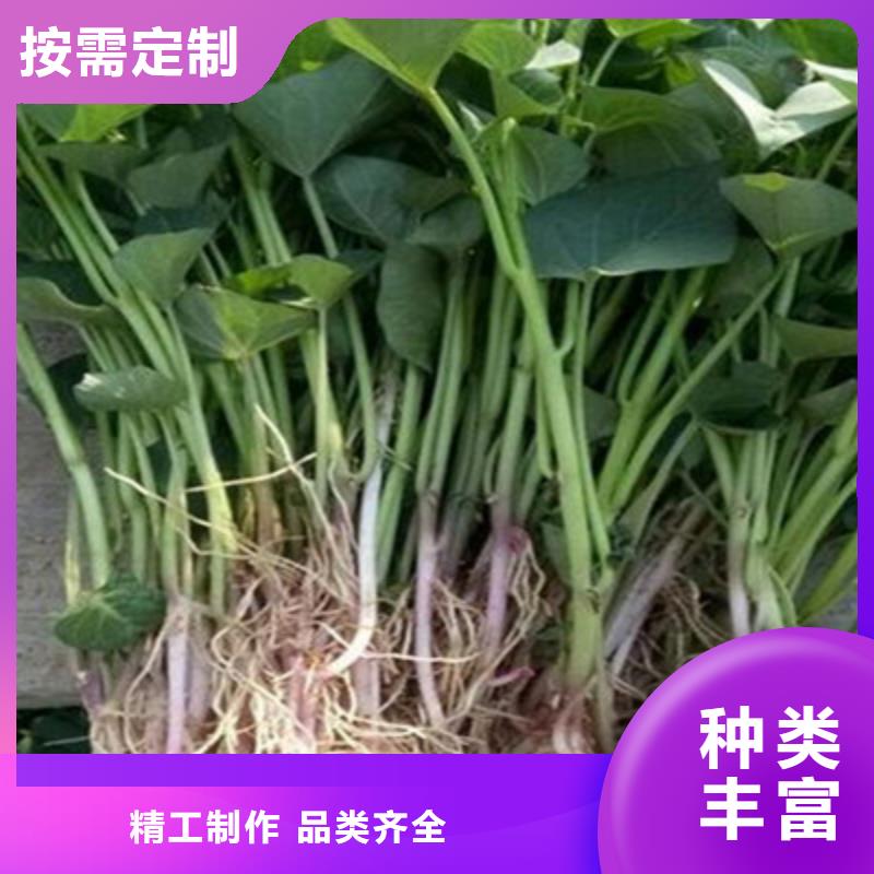 【上饶】定制紫薯苗（济黑2号）种植基地