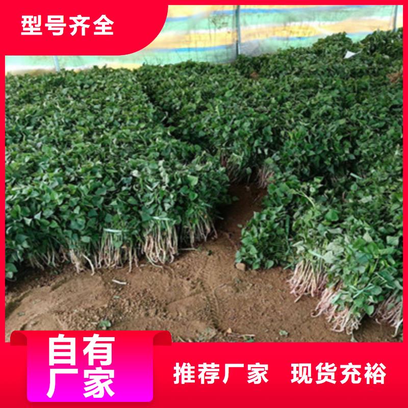 扬州同城紫薯种苗报价