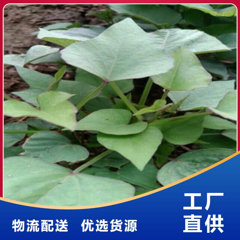 扬州直销紫薯苗（绫紫）种植基地