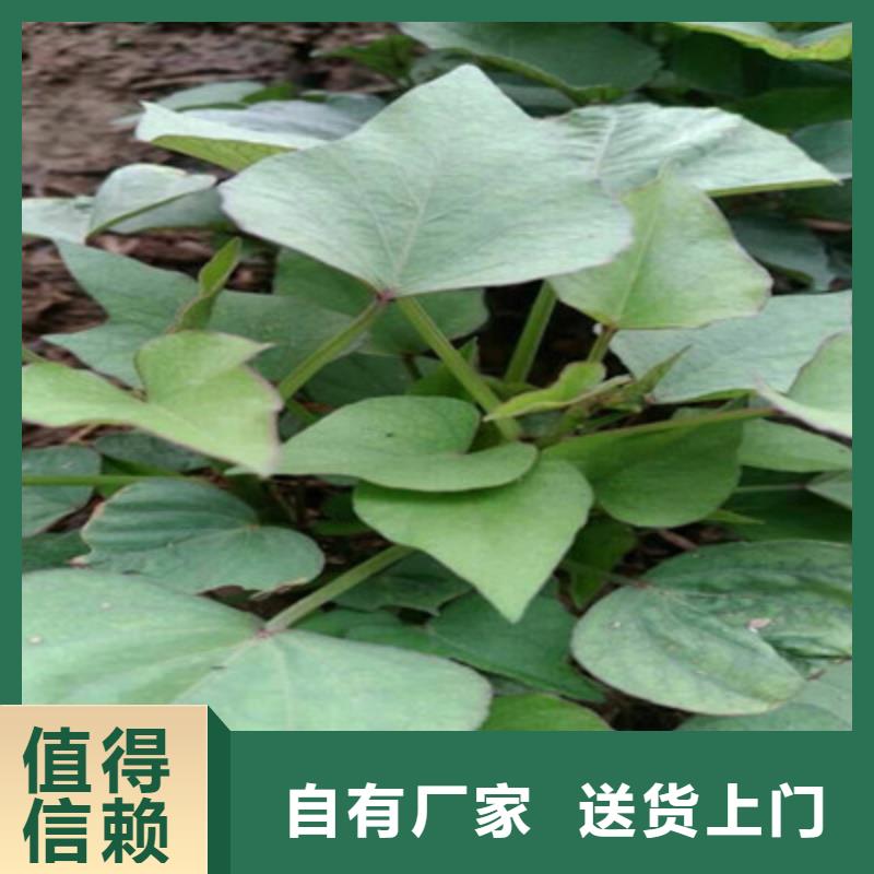 扬州订购鲜食型紫薯苗供应