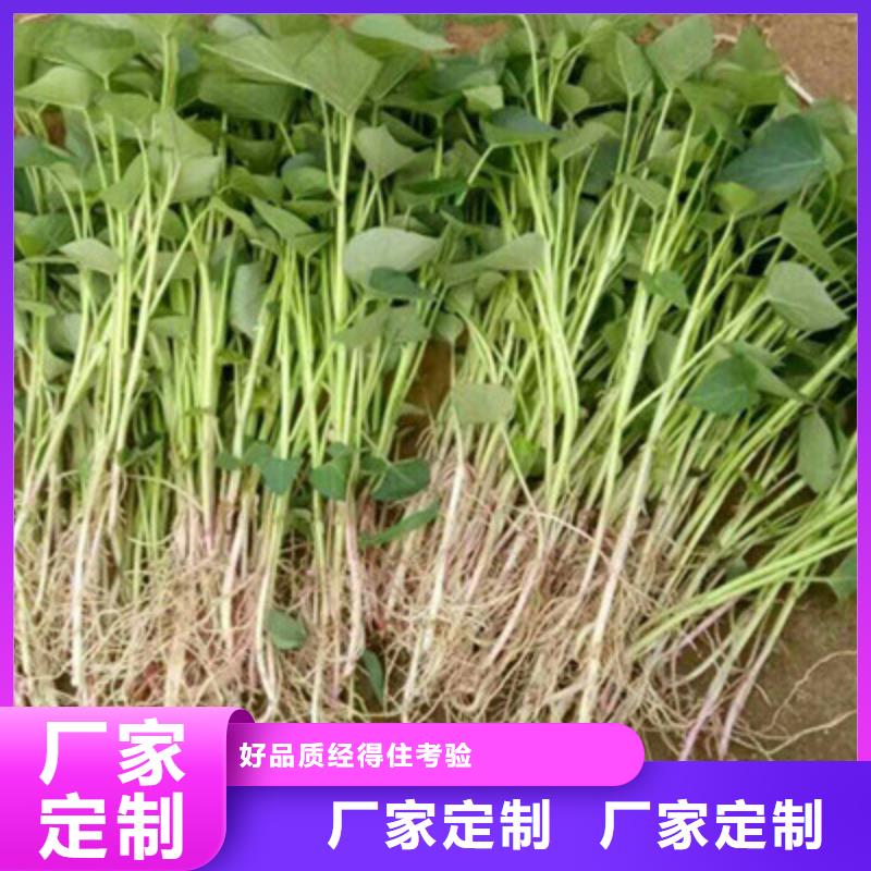 辽宁生产紫薯苗（绫紫）厂家