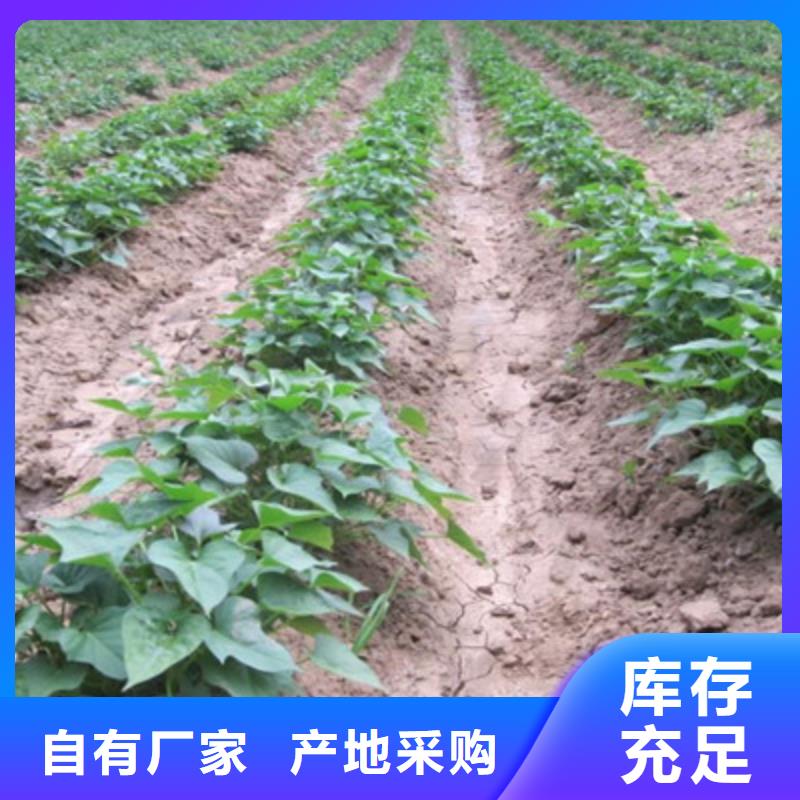 石家庄本地鲜食型紫薯苗销售