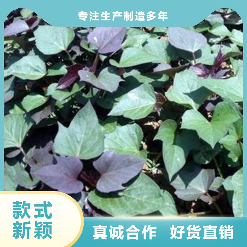 价格行情:紫薯苗