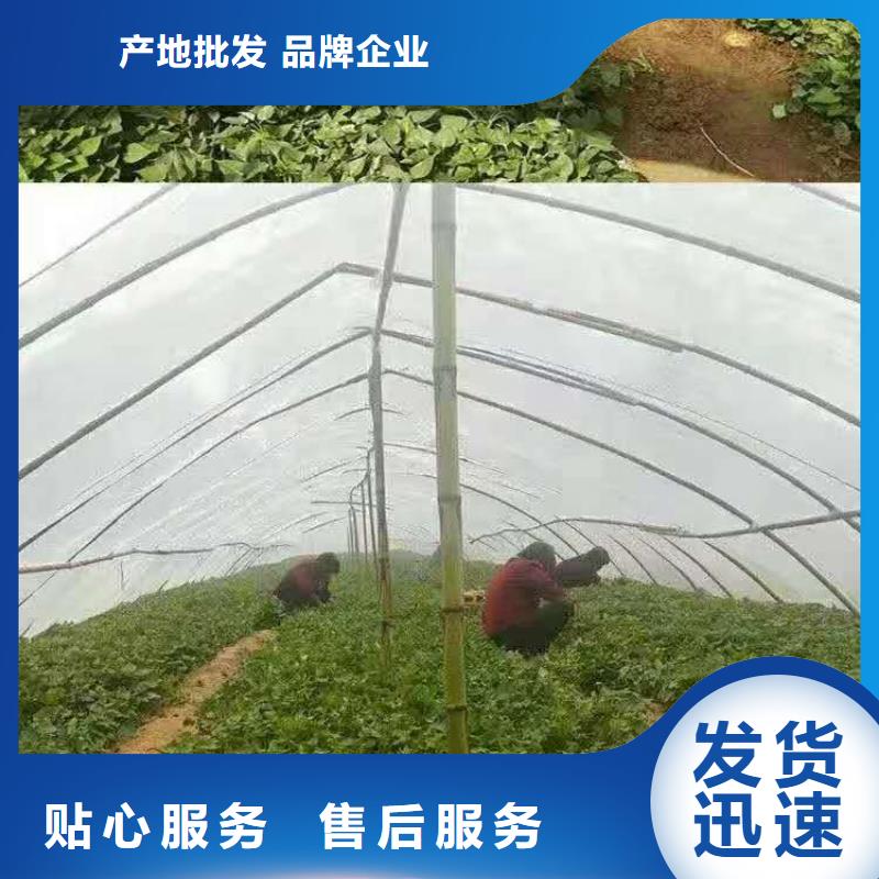 广州选购紫甘薯苗供应