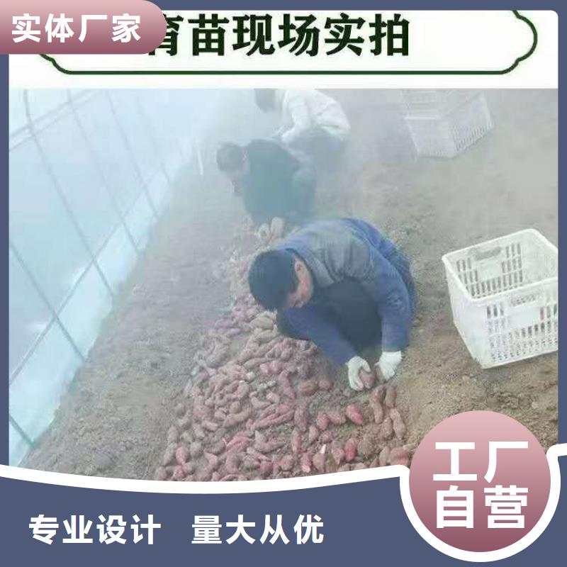 泰州品质紫薯苗（济黑2号）市场报价