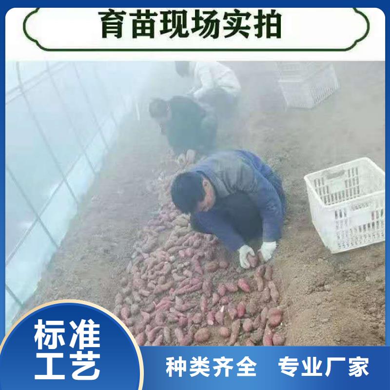 石家庄品质保证乐农紫薯种苗2024新苗上市