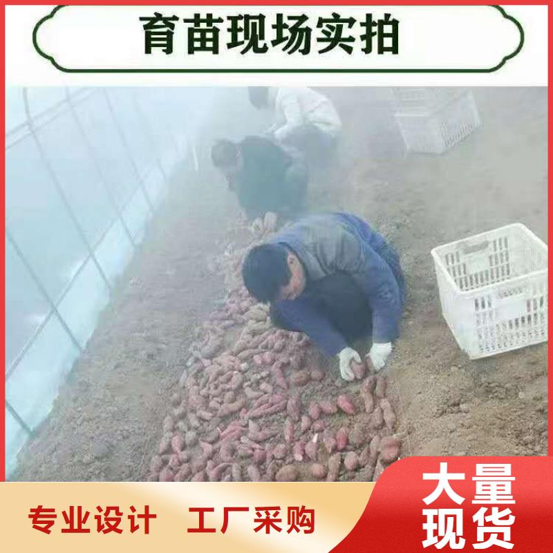 【石家庄】快速生产{乐农}紫薯种苗多少钱一棵