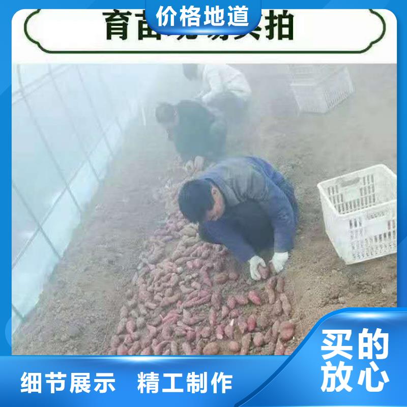 乐农食品有限公司-<乐农> 当地 鲜食型紫薯苗种植厂家