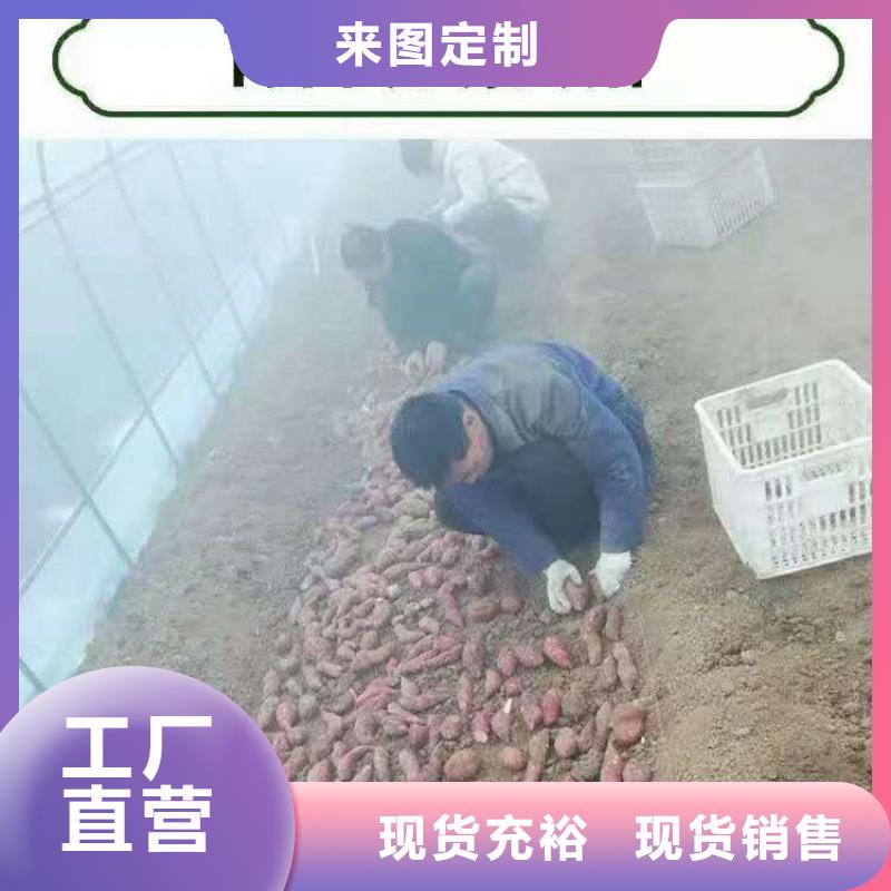 泰州实体厂家支持定制<乐农>红薯苗（西瓜红）供应