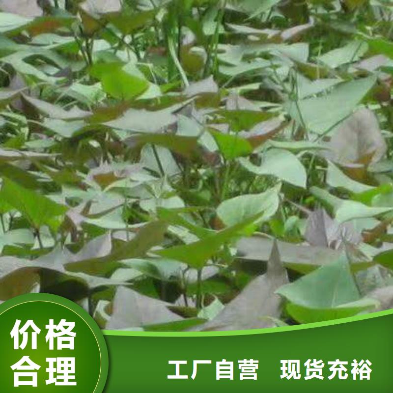 《潮州》定制【乐农】紫甘薯苗销售