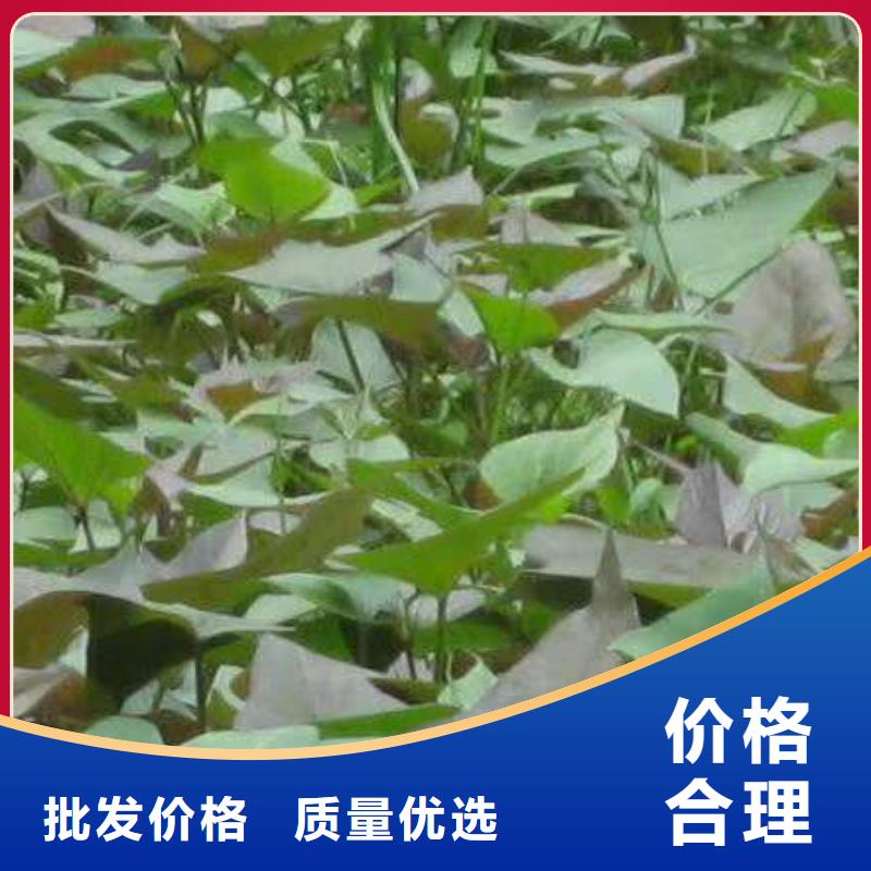 【九江】实力雄厚品质保障[乐农]鲜食型紫薯苗供应