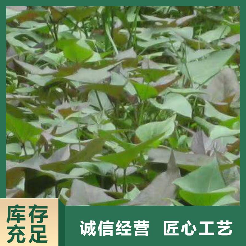 《九江》本地《乐农》紫甘薯苗种植基地