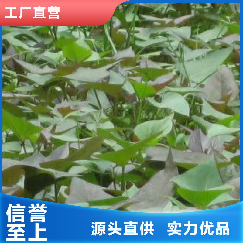 《广州》细节决定成败【乐农】紫薯苗2024新苗上市