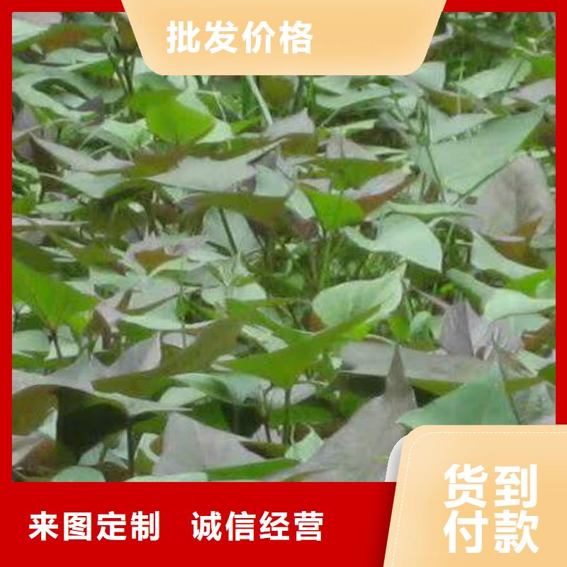 九江定制【乐农】紫薯种苗2024新苗上市