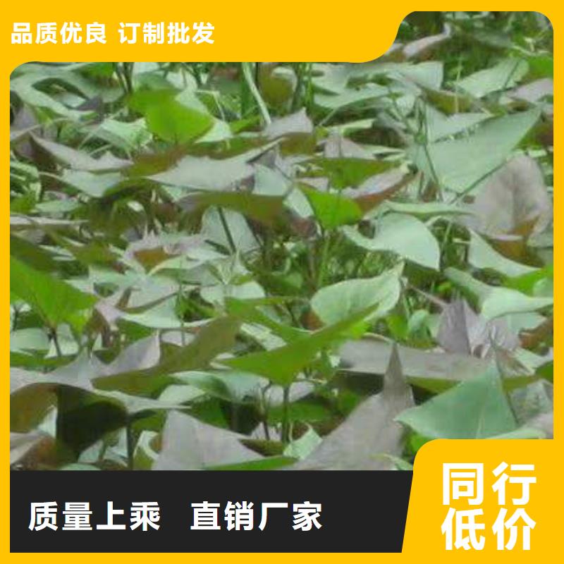 扬州今日价格<乐农>紫薯苗（绫紫）种植厂家