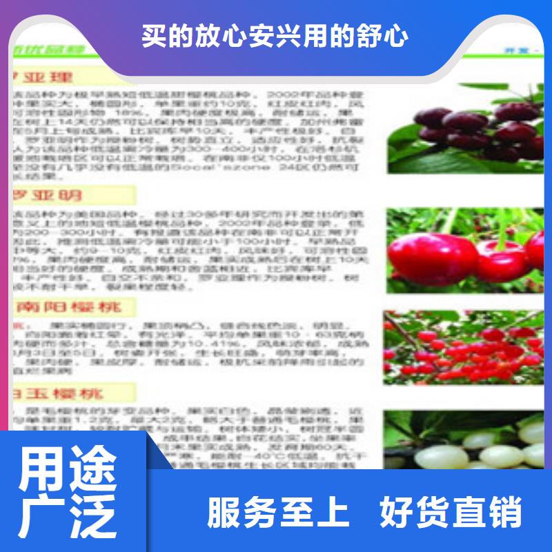 《广东》专业供货品质管控【兴海】矮化吉塞拉樱桃树苗