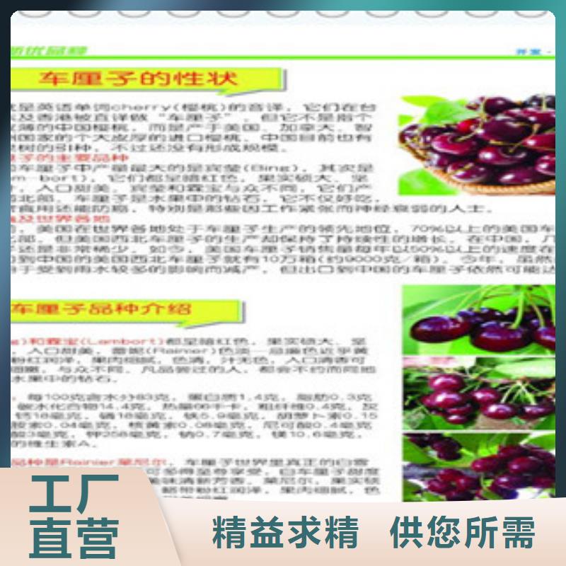 广东来电咨询[兴海]大紫樱桃树苗