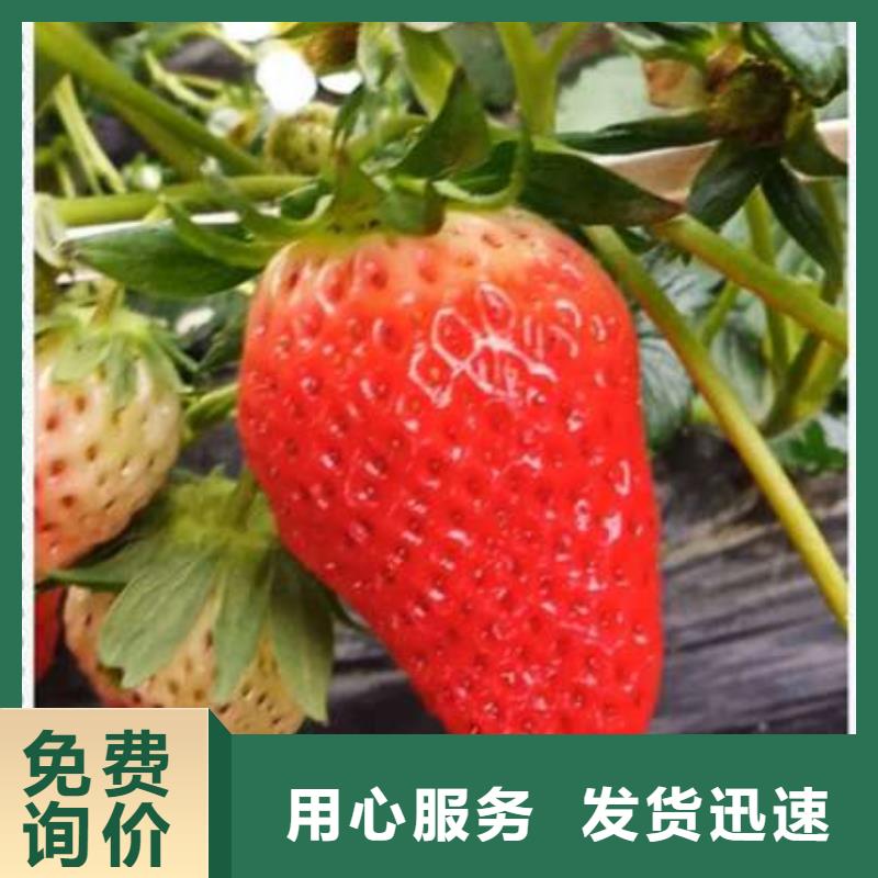 服务周到的草莓苗厂家