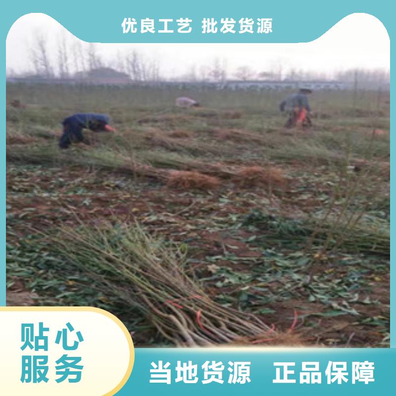 中油21桃樹苗