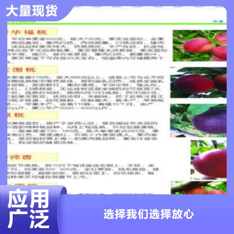 扬州生产型《兴海》加纳岩桃树苗