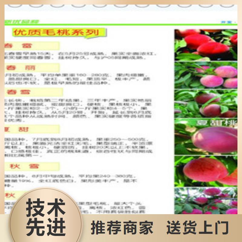 扬州生产型《兴海》加纳岩桃树苗