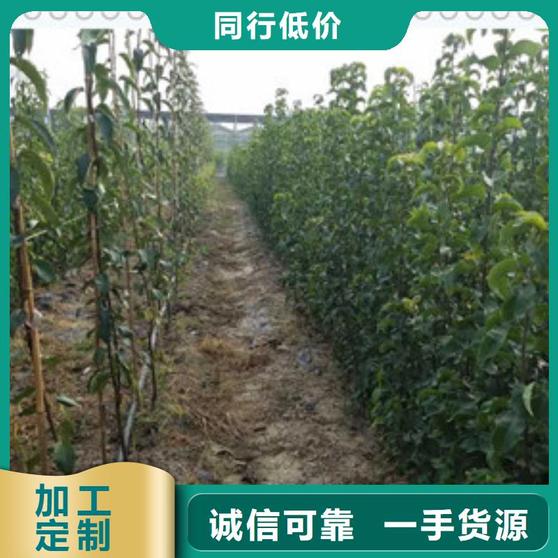 2025价格优惠#梨树苗#本地厂家