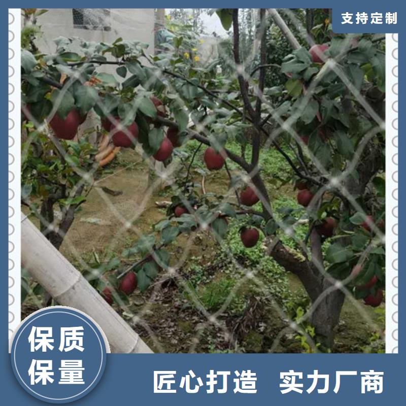 梨树苗 厂家直销梨树苗