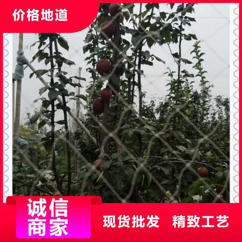 价格合理的2梨树苗批发商