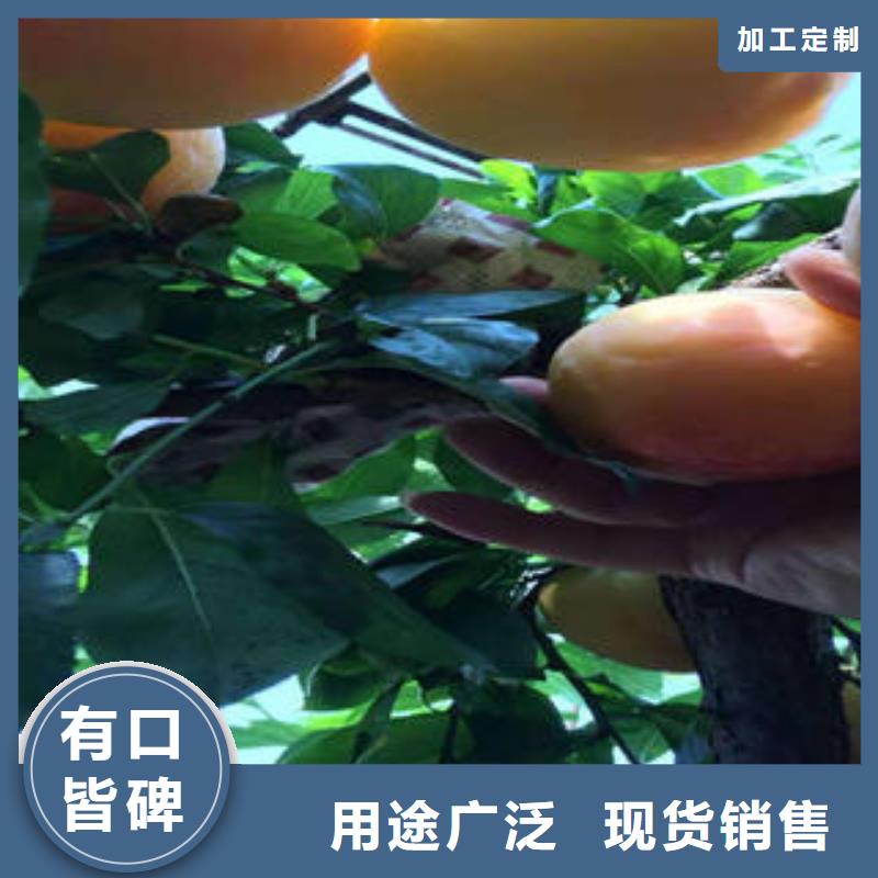 李子苗优质供货厂家