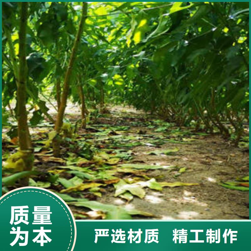2025实体厂家#葡萄苗#来电优惠