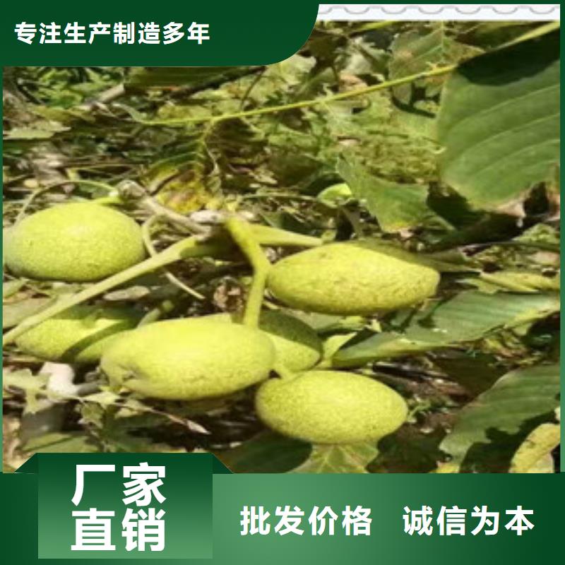 3核桃苗定制费用