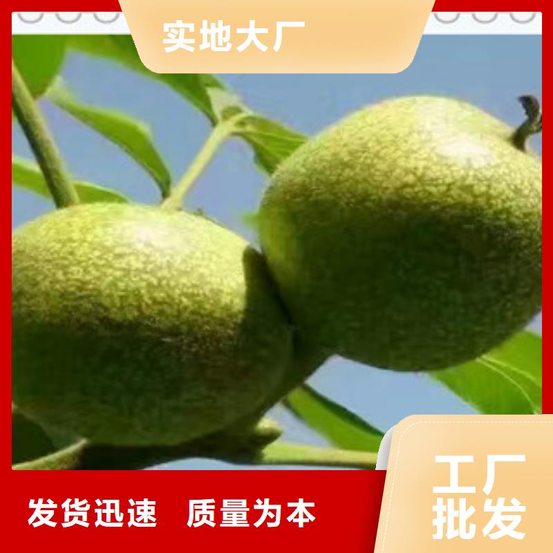 核桃苗大量现货