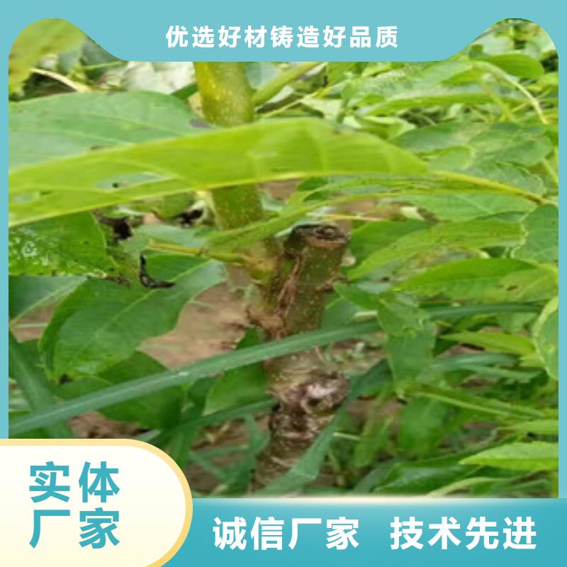 3核桃苗廠商支持非標定制