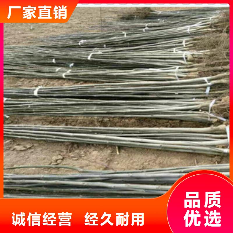 3核桃苗廠家直接報(bào)價(jià)