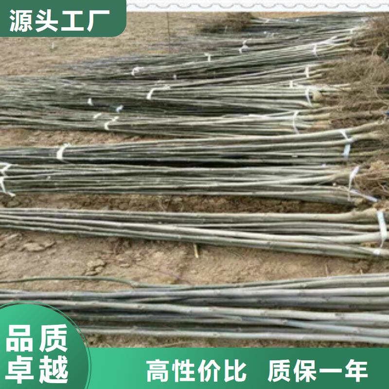 3核桃苗安裝價格